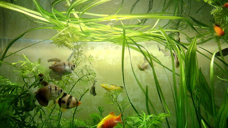 Leopard Vallisneria