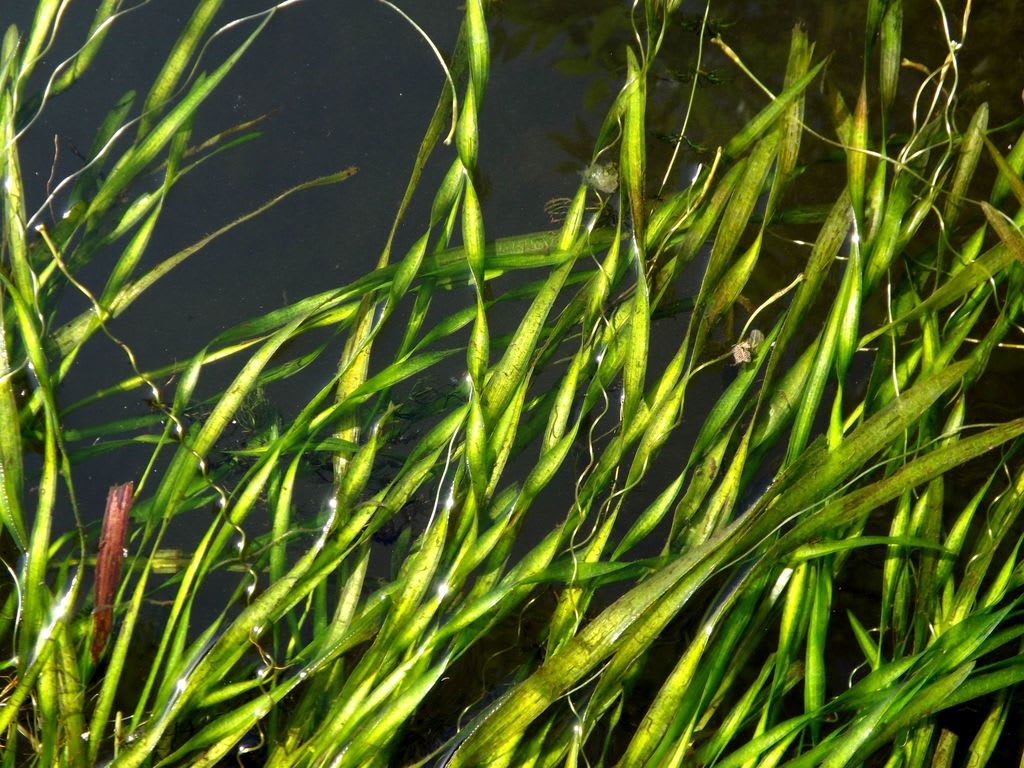 eelgrass