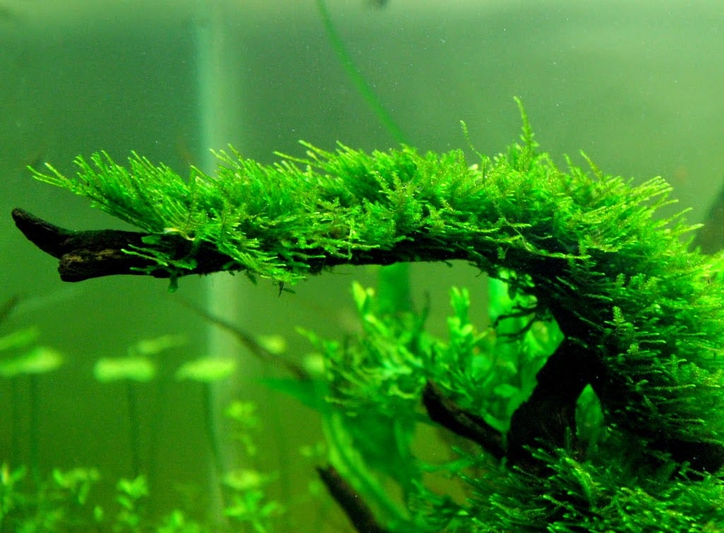 Java Moss
