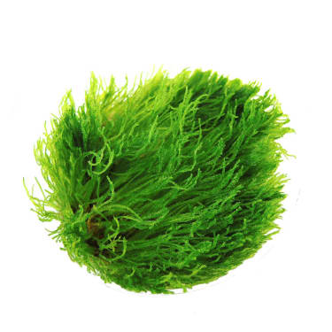 Creeping Moss