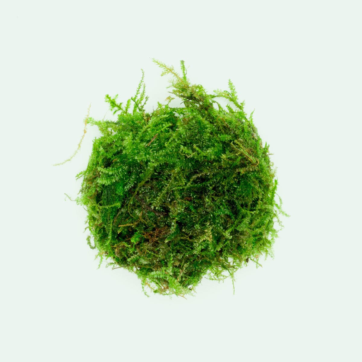 Weeping Moss