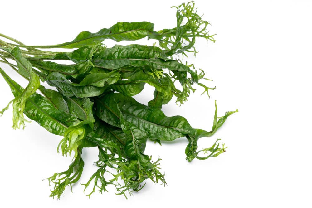 Windelov Java Fern