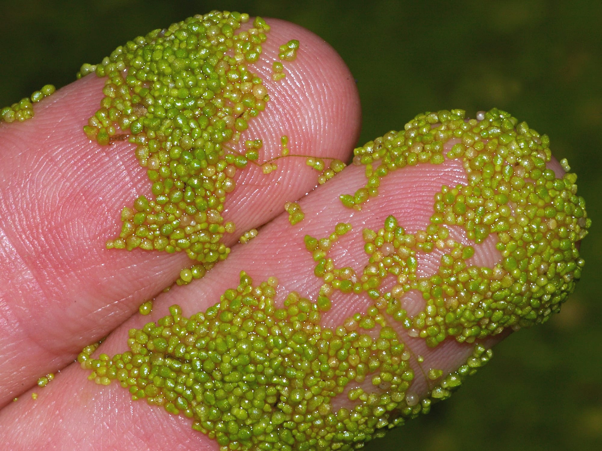 rootless duckweed