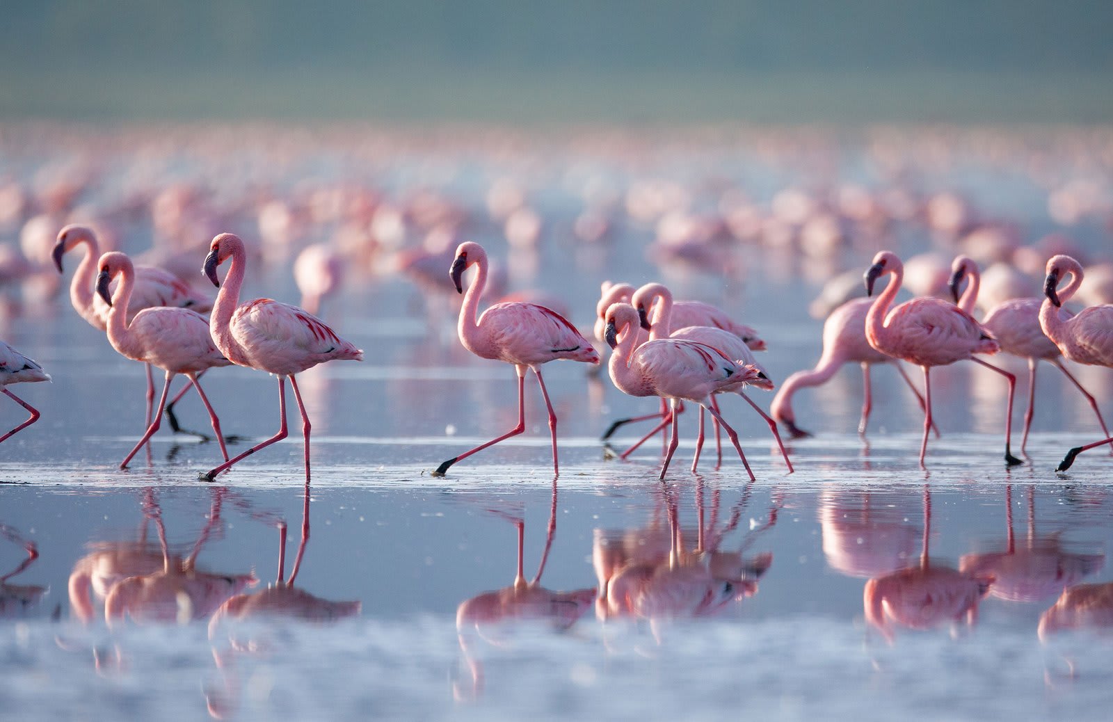 African Rift Lake (Tanganyika / Malawi)