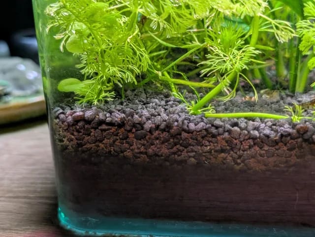 Caridina aquasoil