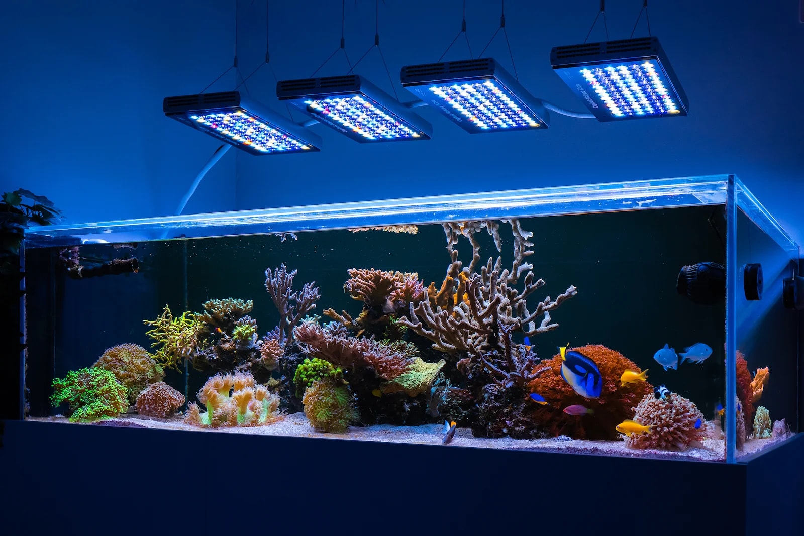 Reef LED for softies