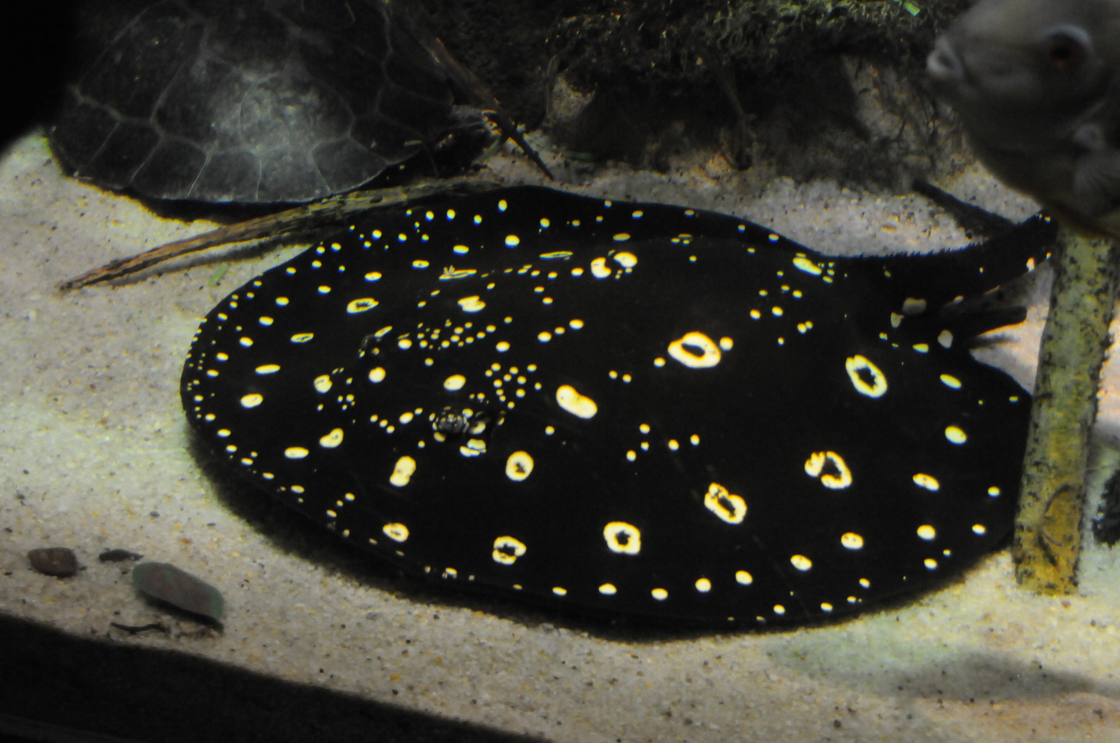 Bigtooth river stingray
