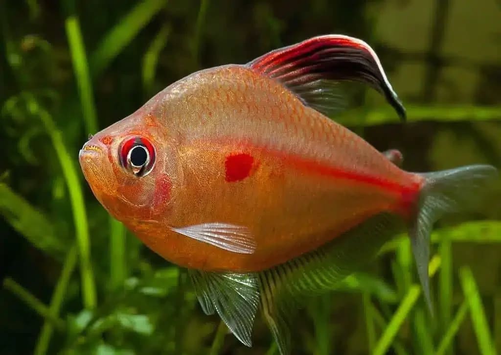 Bleeding-heart tetra
