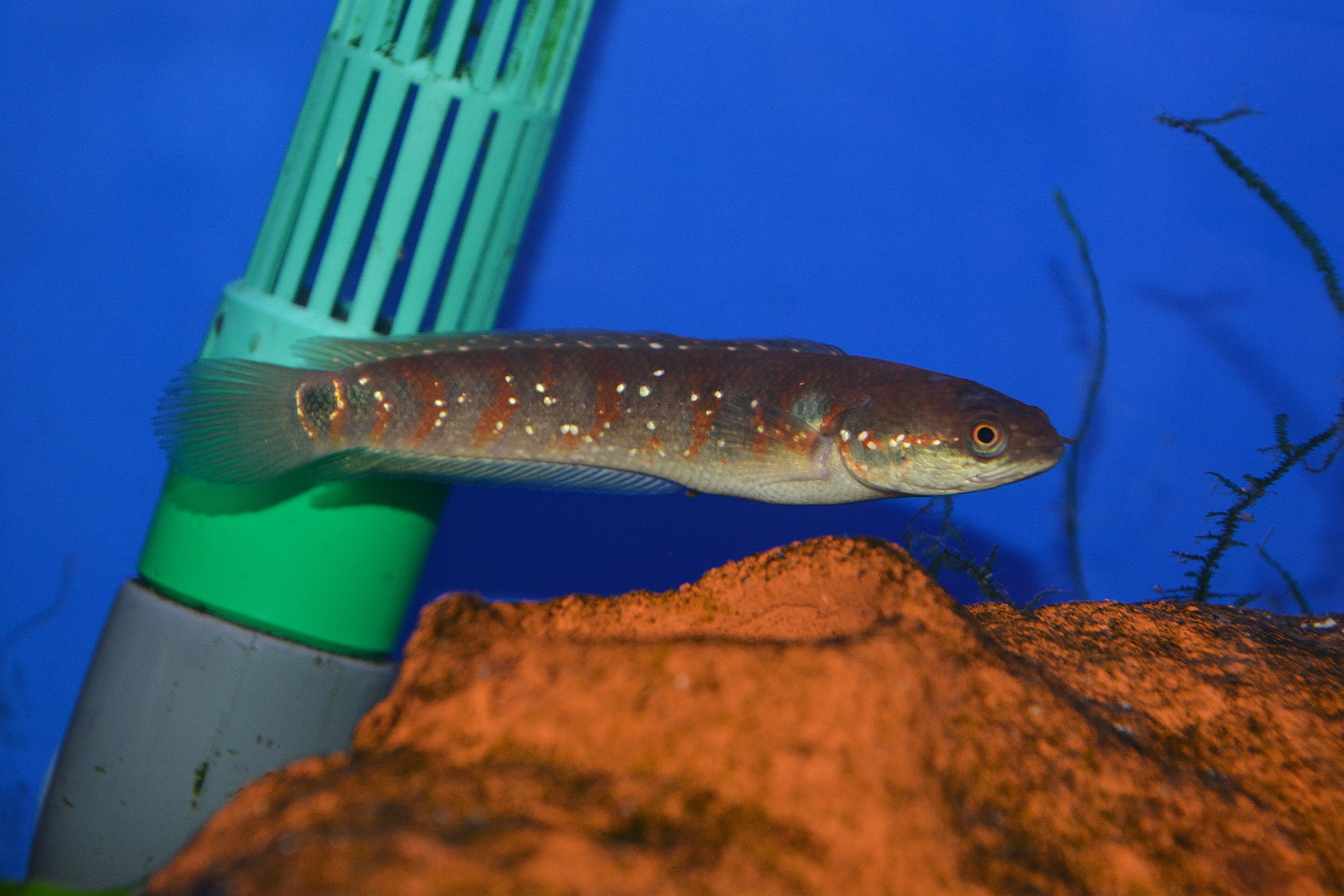 Small snakehead
