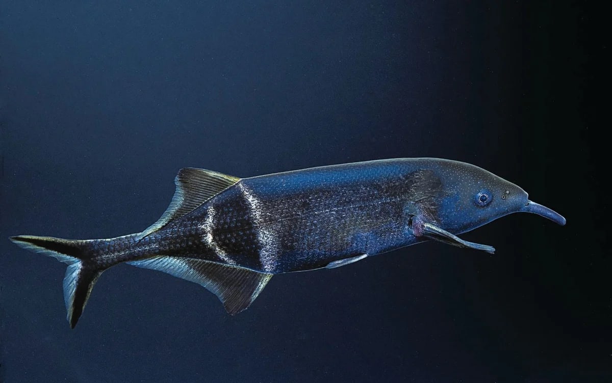Elephantnose fish