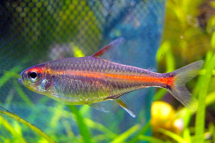 Glowlight tetra