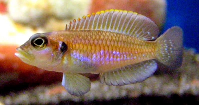 Gold Shell Dweller