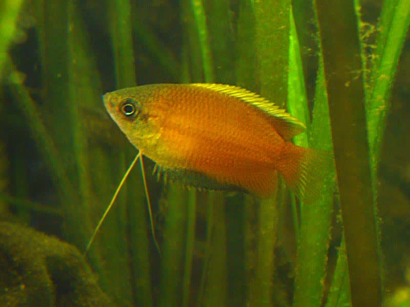 Honey gourami