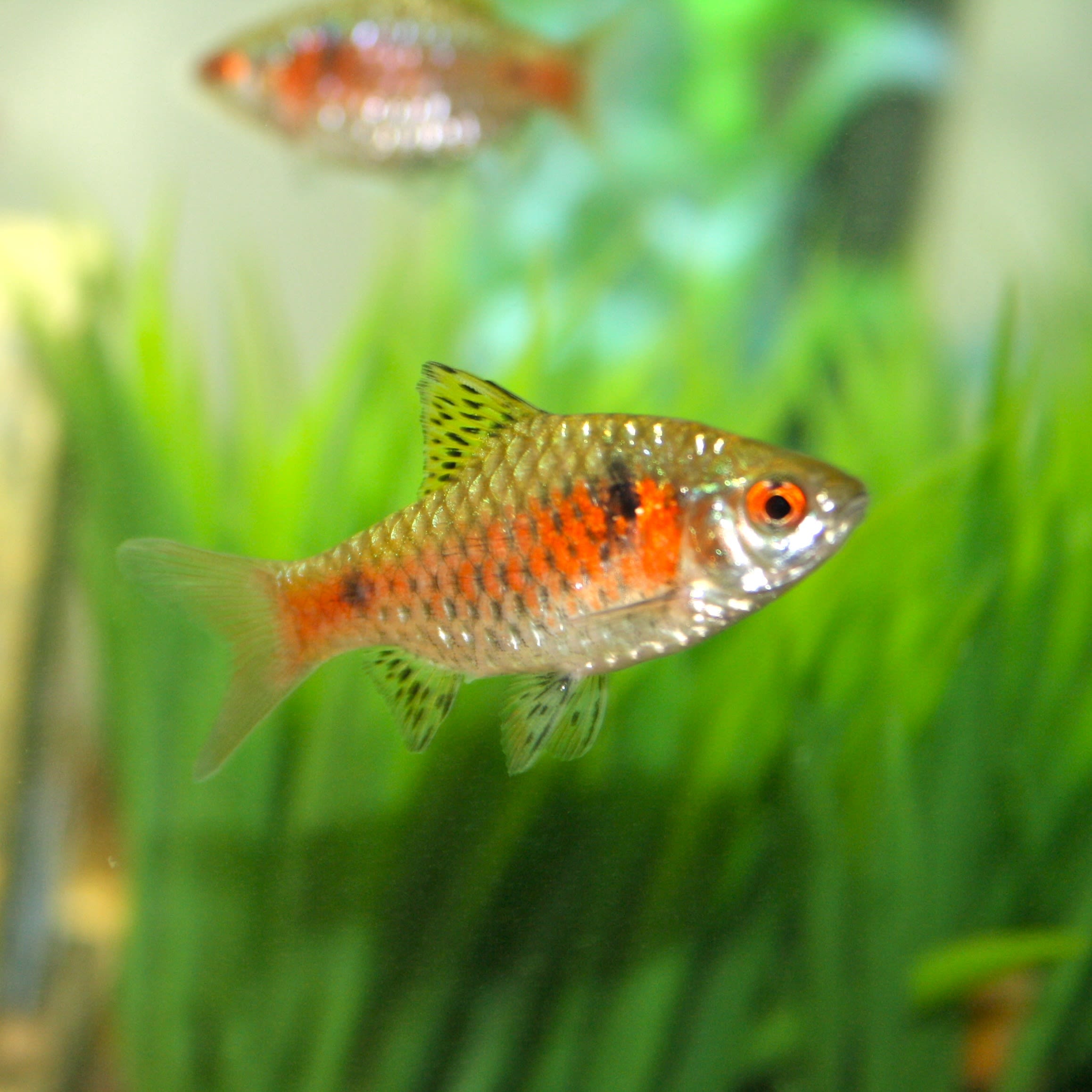 Ruby barb
