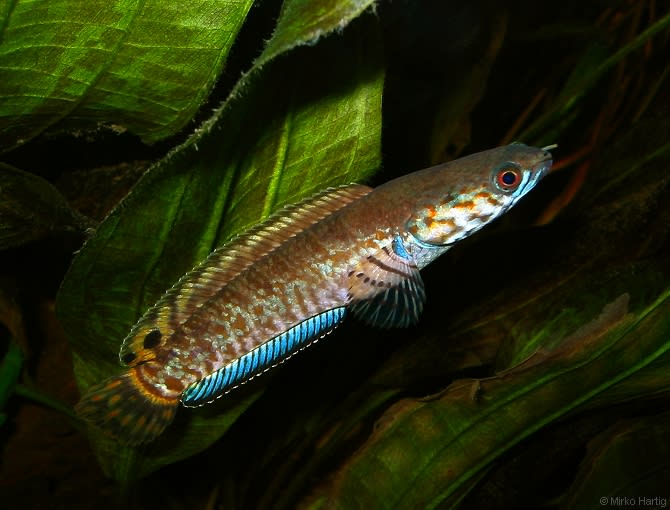 Bluefinned snakehead