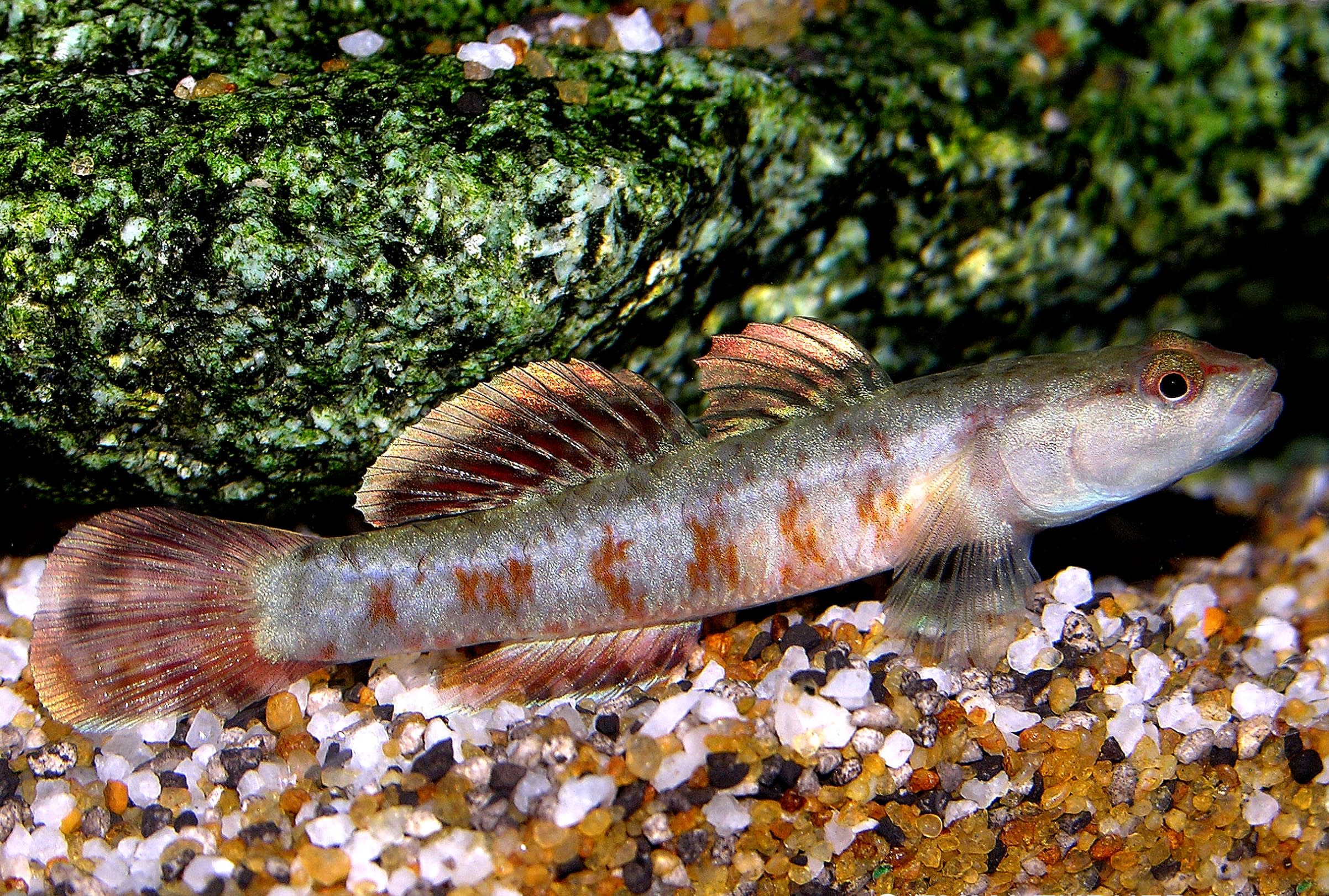 Rhinogobius