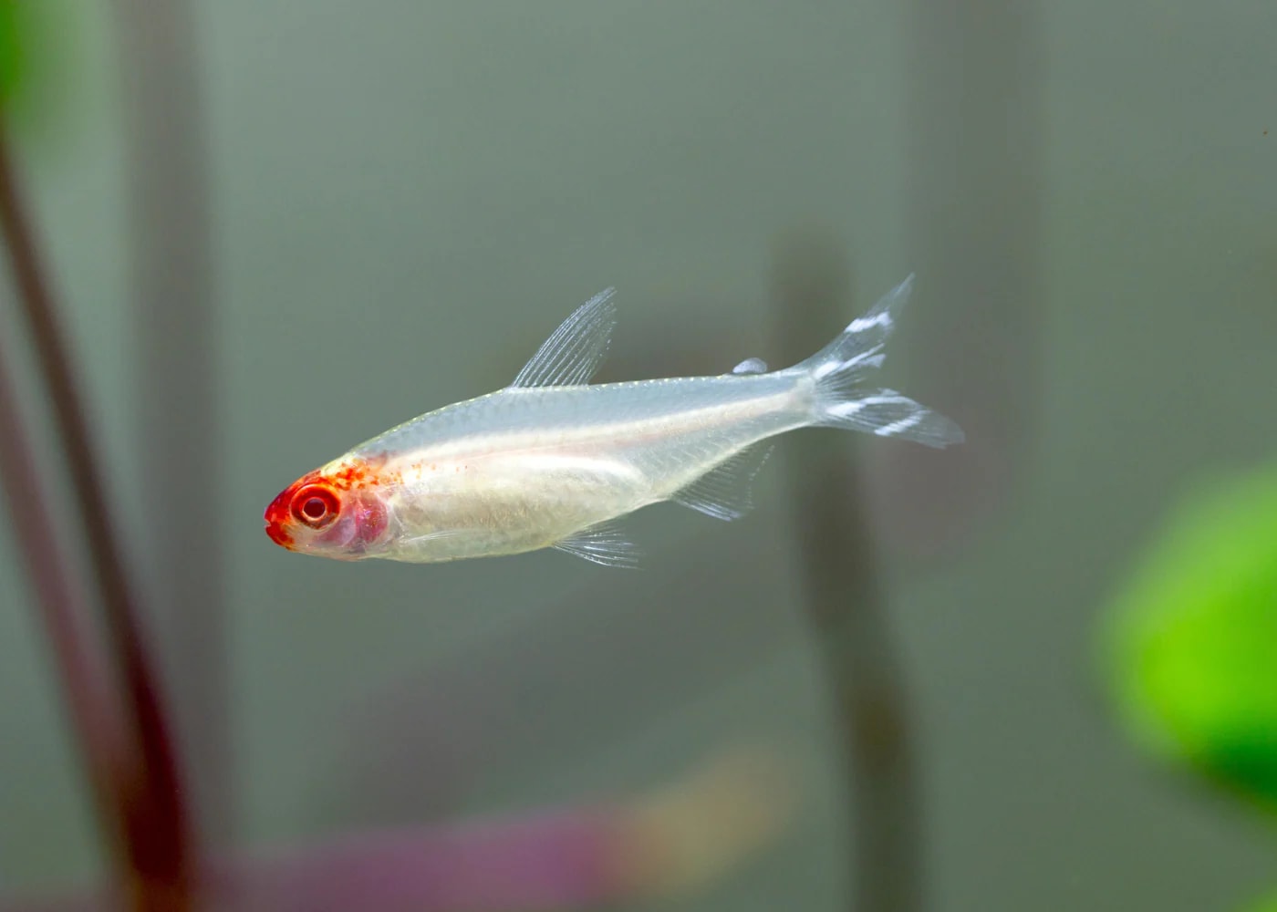 Rummy-nose tetra