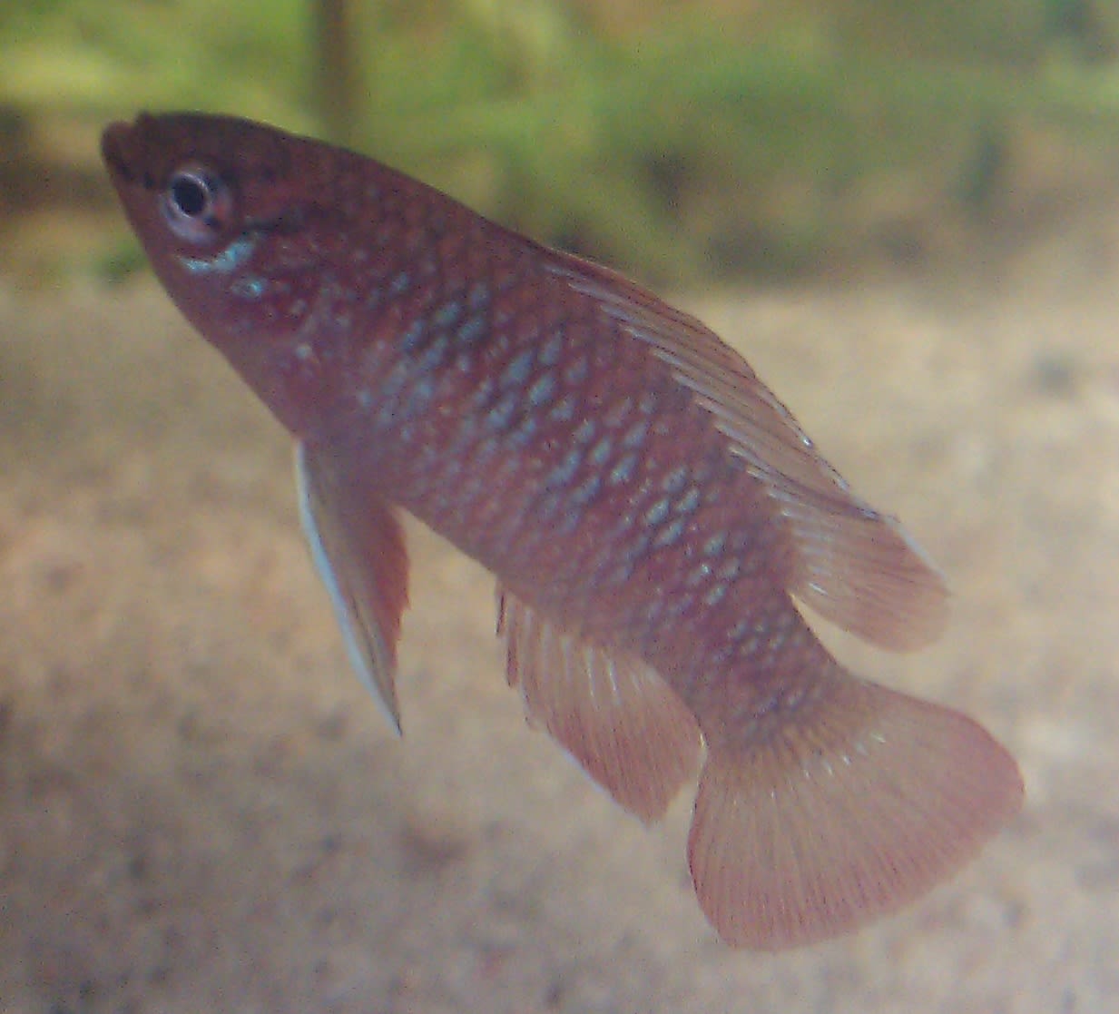 Scarlet badis