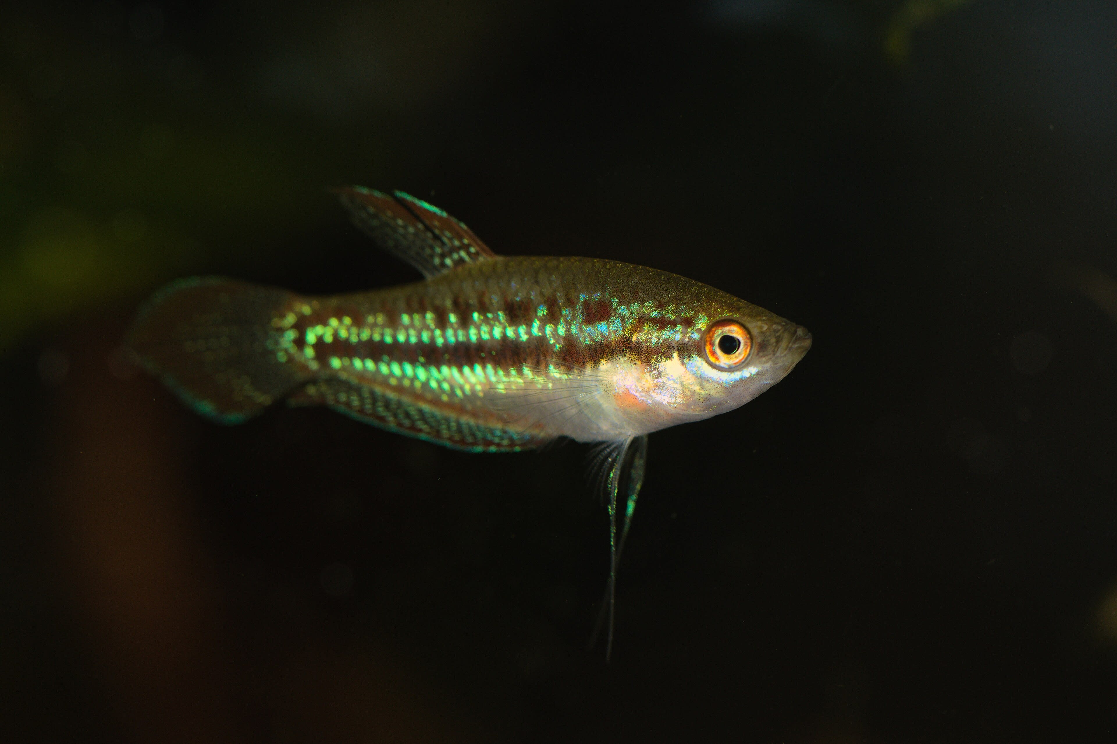Pygmy gourami