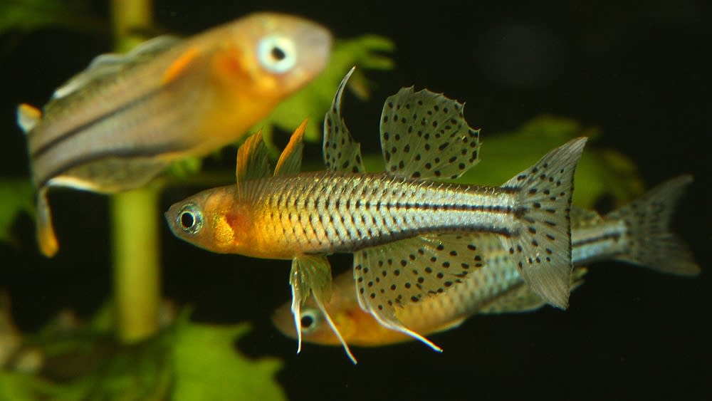 Spotted blue-eye
