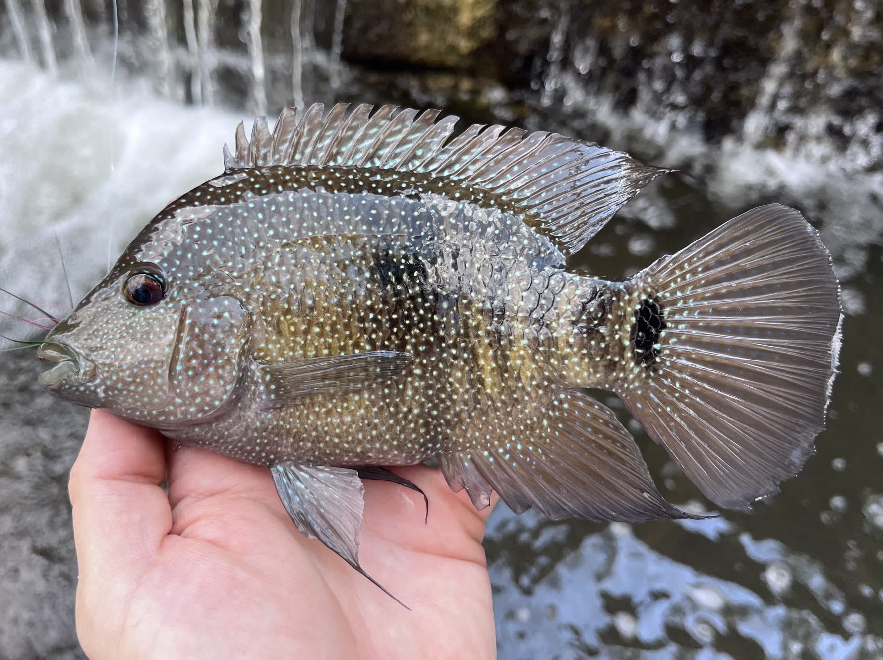 Rio Grande cichlid