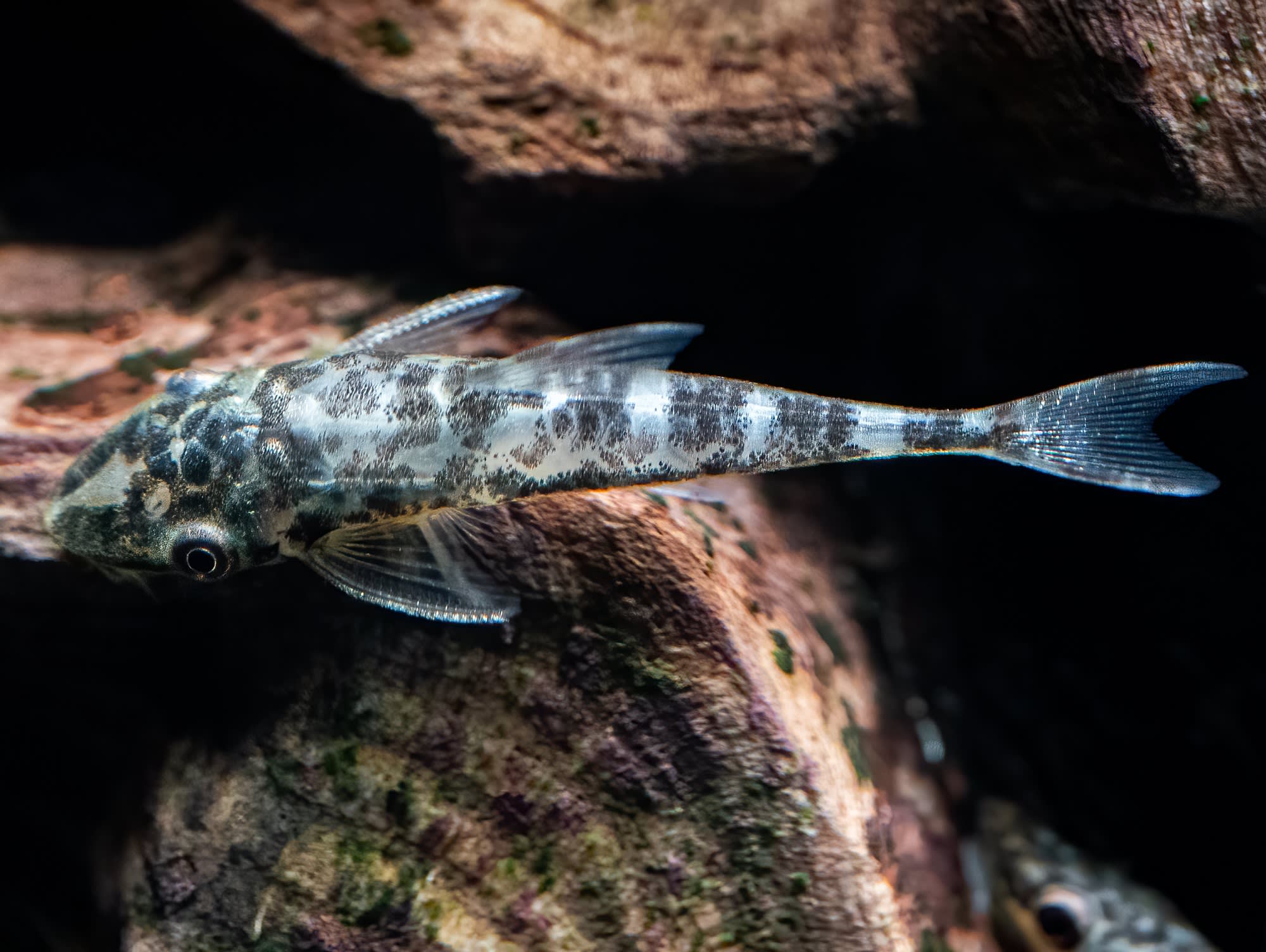 Nannoptopoma