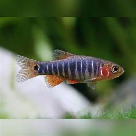 Emerald Dwarf Rasbora