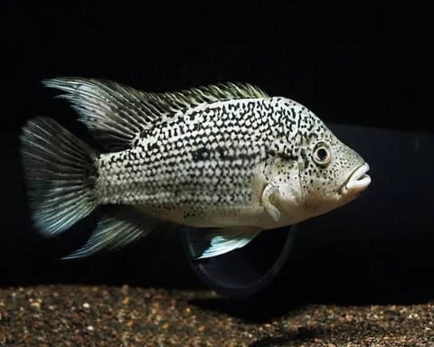 Haitian cichlid