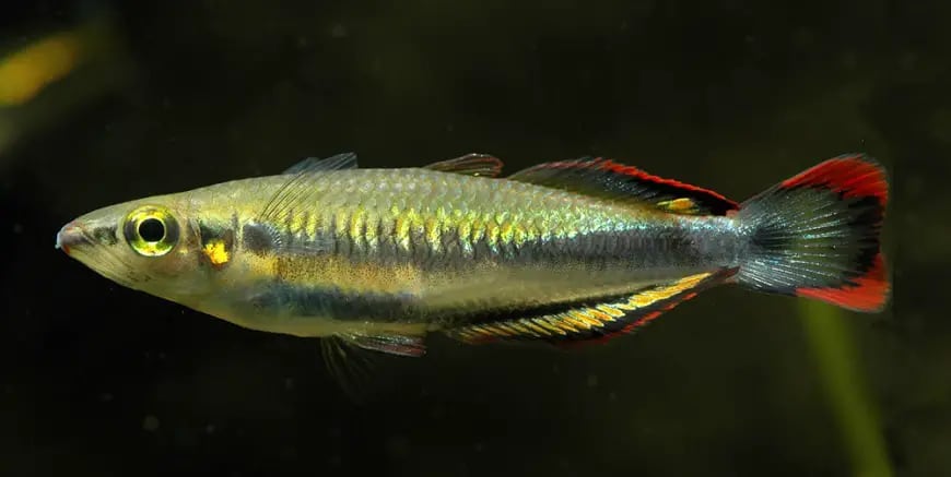 Madagascar Rainbow