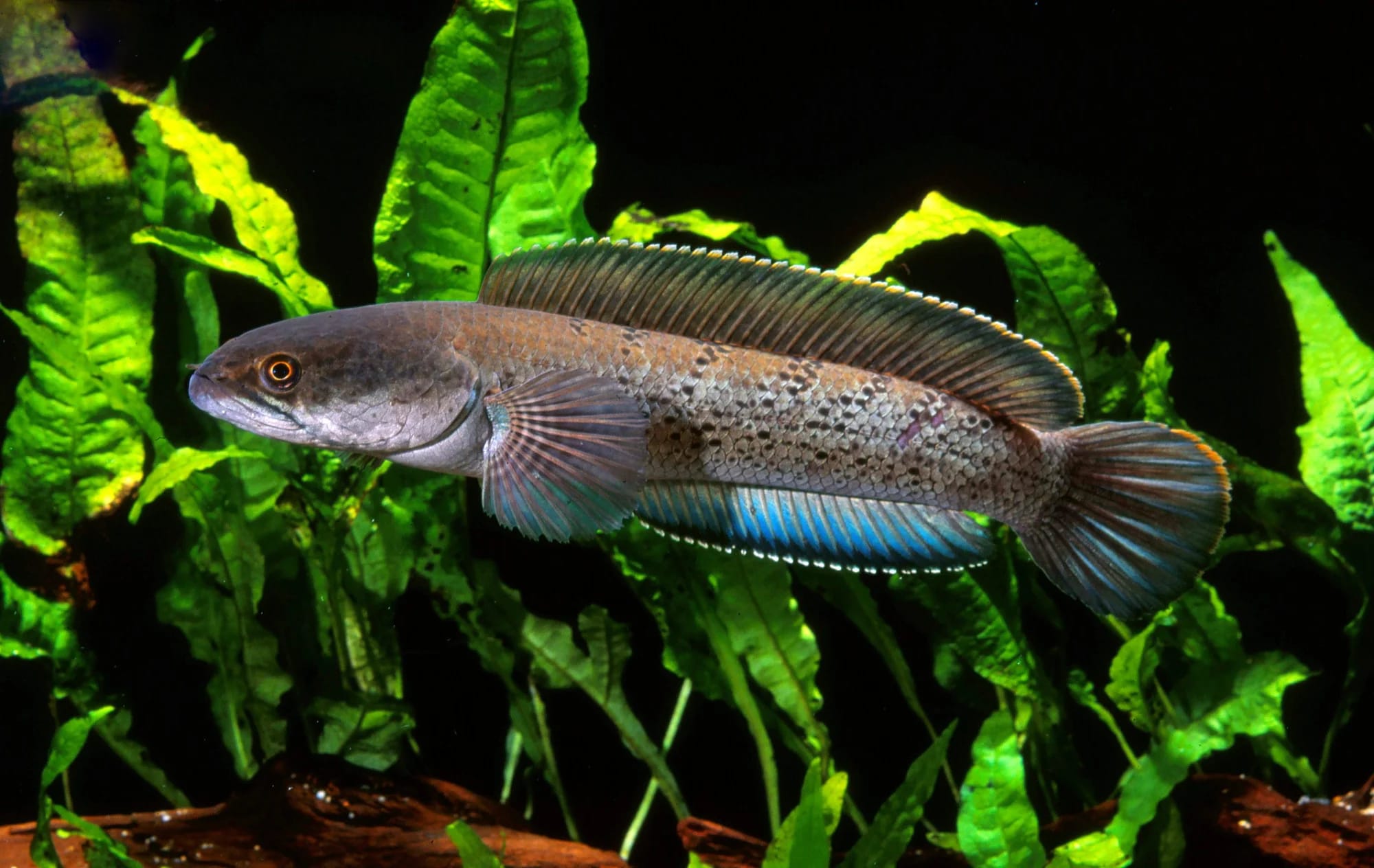Assamese snakehead