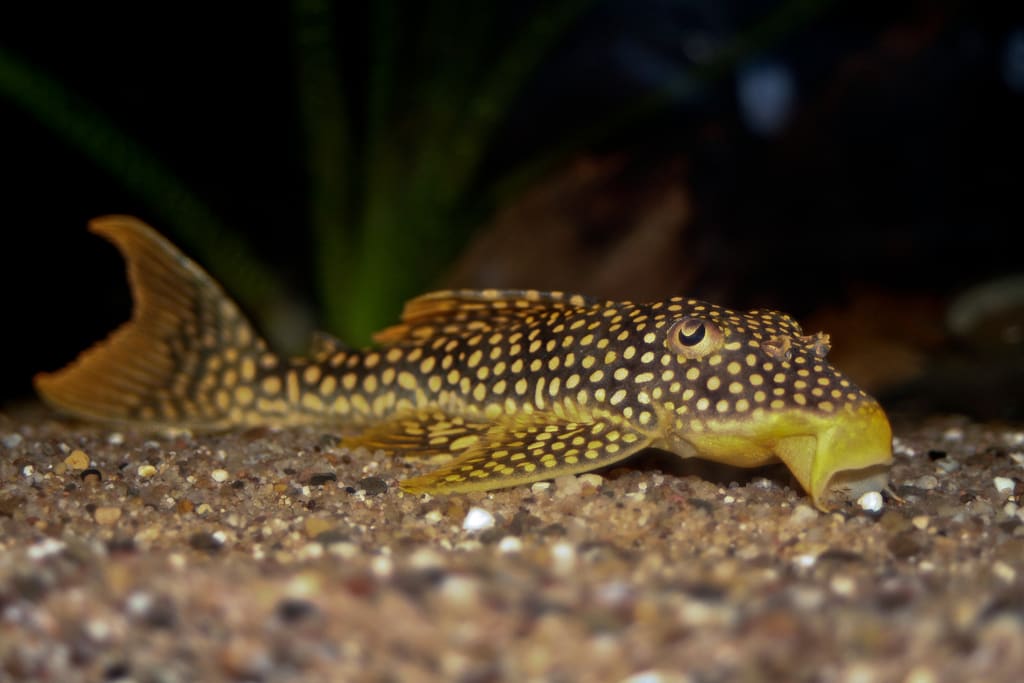 Sunshine Pleco