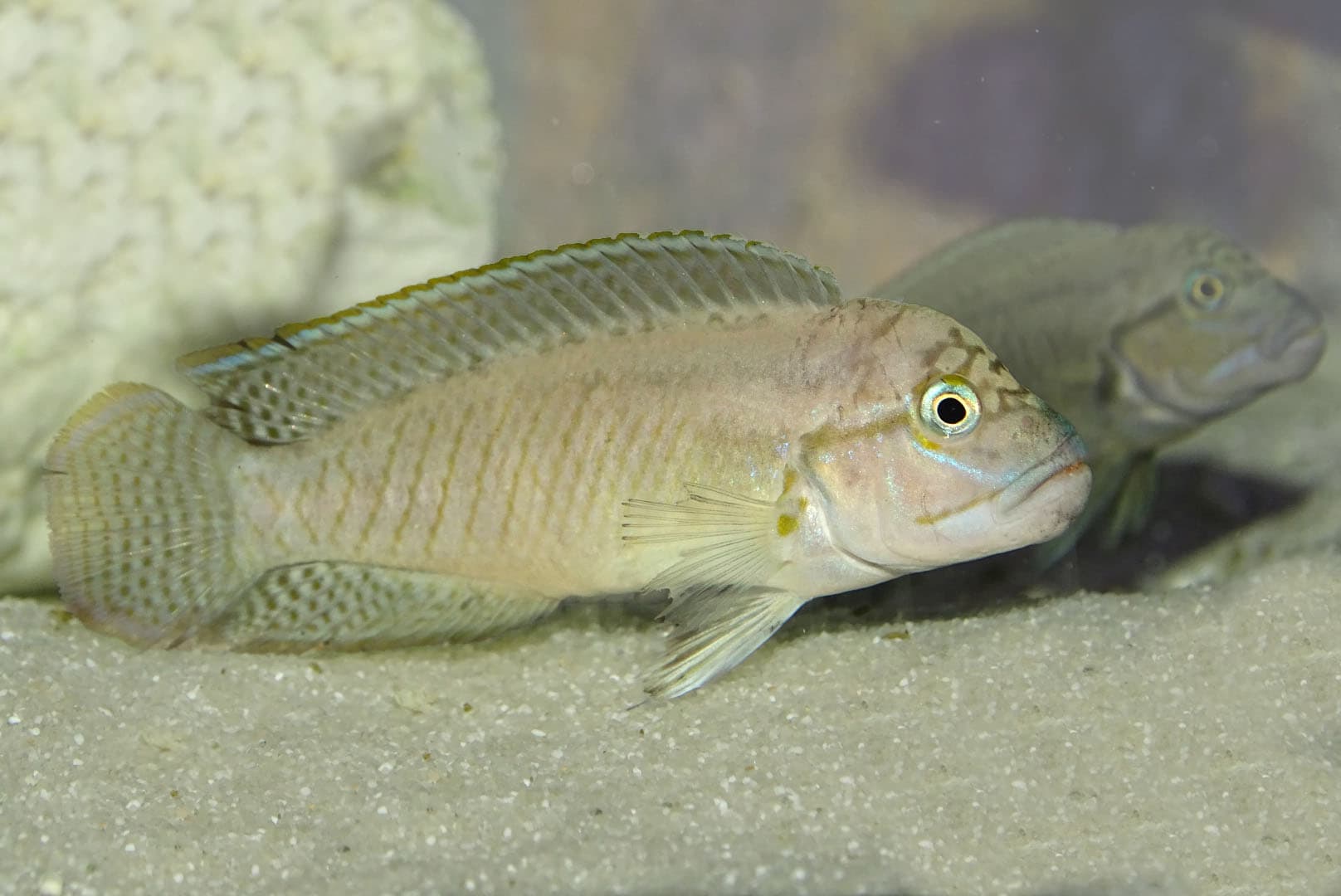 Temporaris Shell Dweller