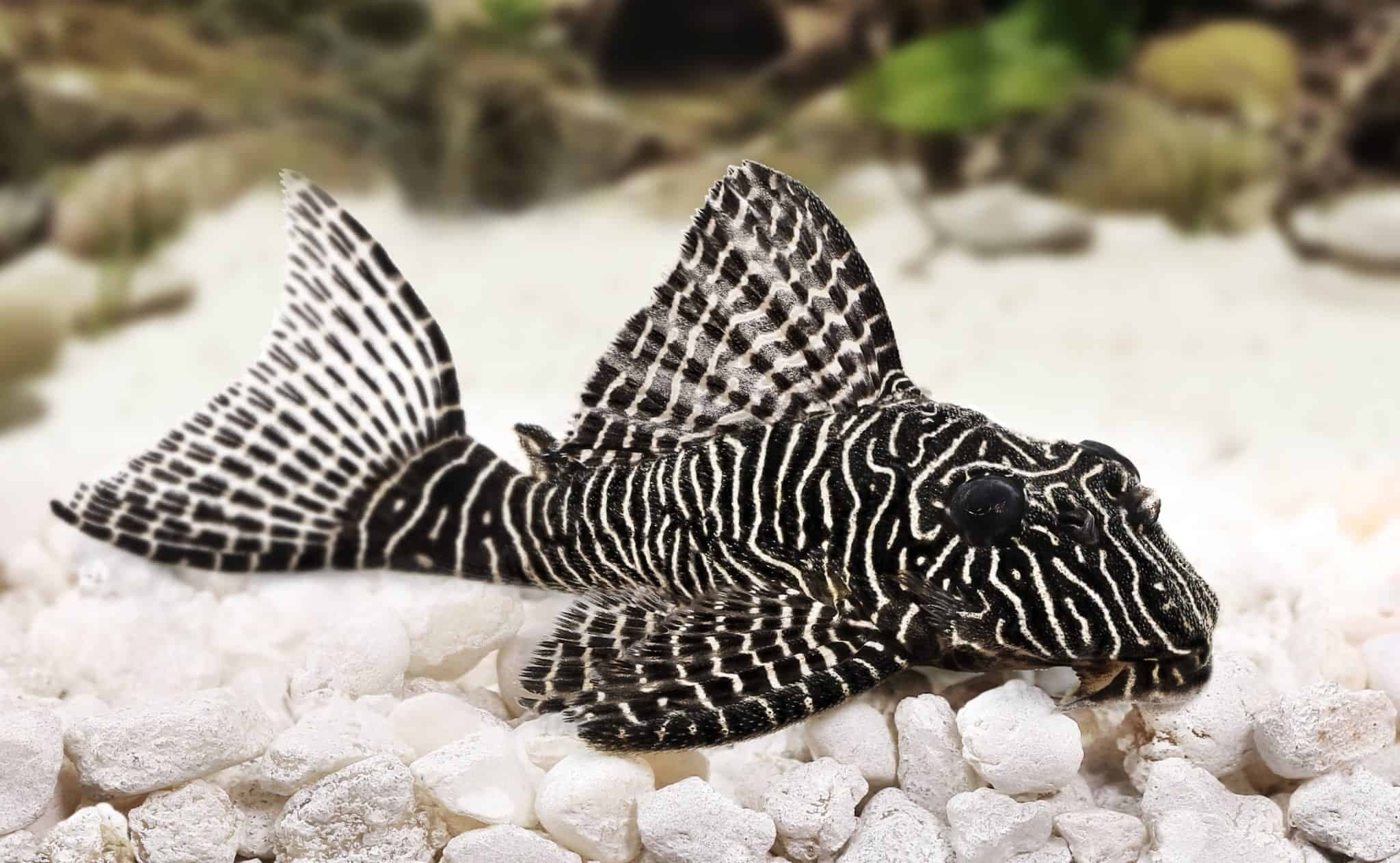 Vampire Pleco