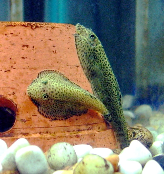 Hillstream loach