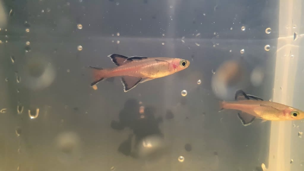 Honey blue eye