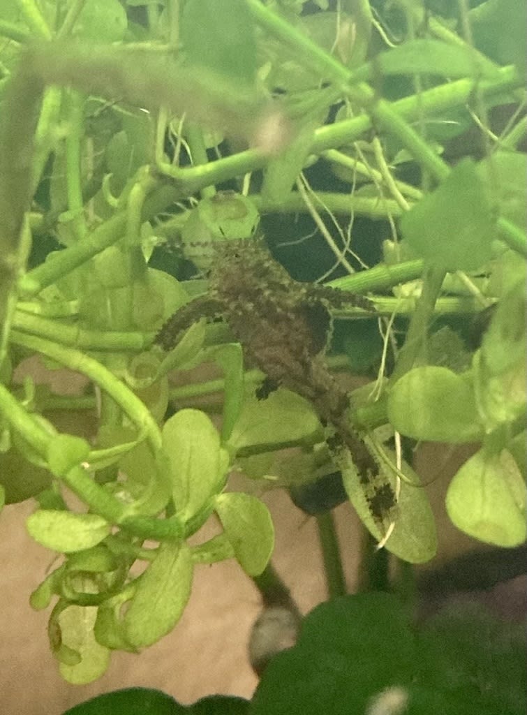 Asian Stone Catfish