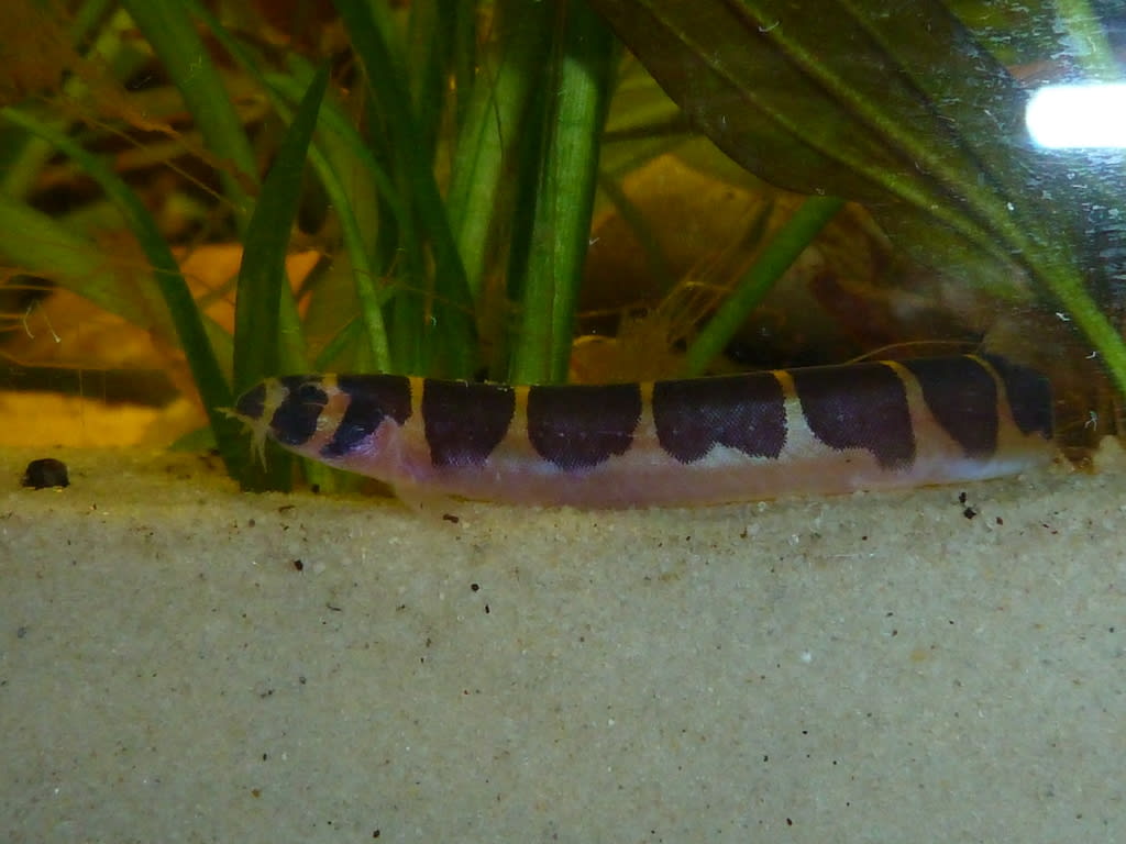 Coolie loach