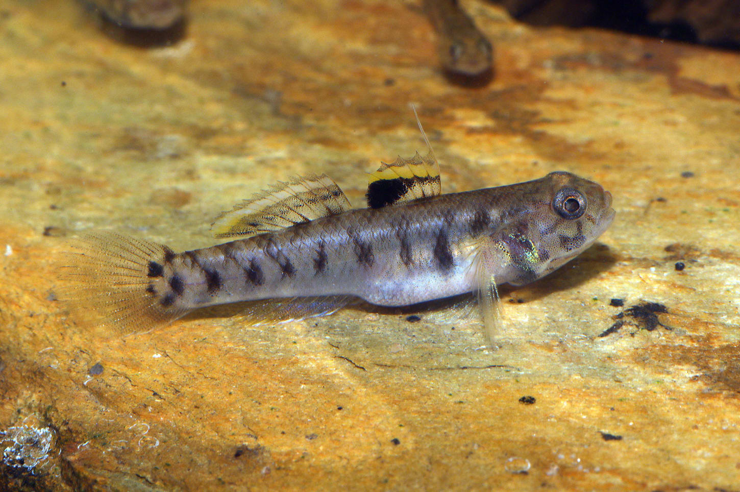 Mugilogobius