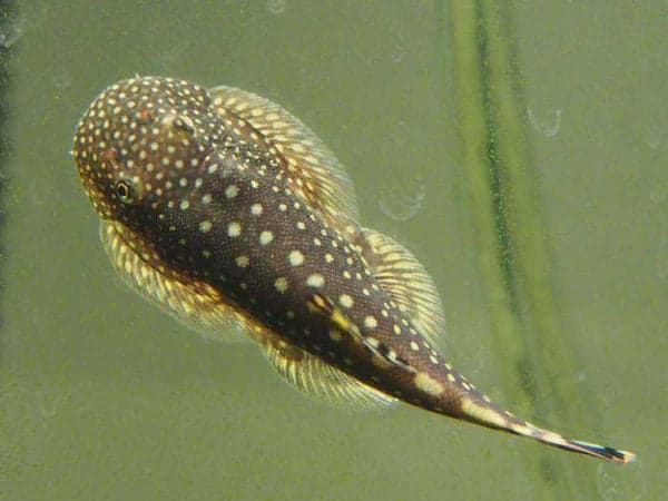 Borneo Loach