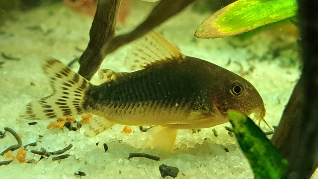 Palespotted corydoras