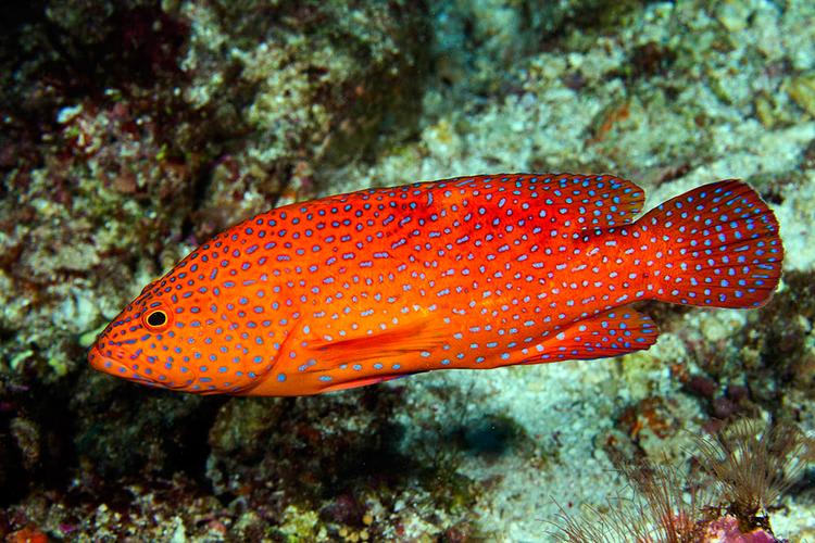 Oxyropsis