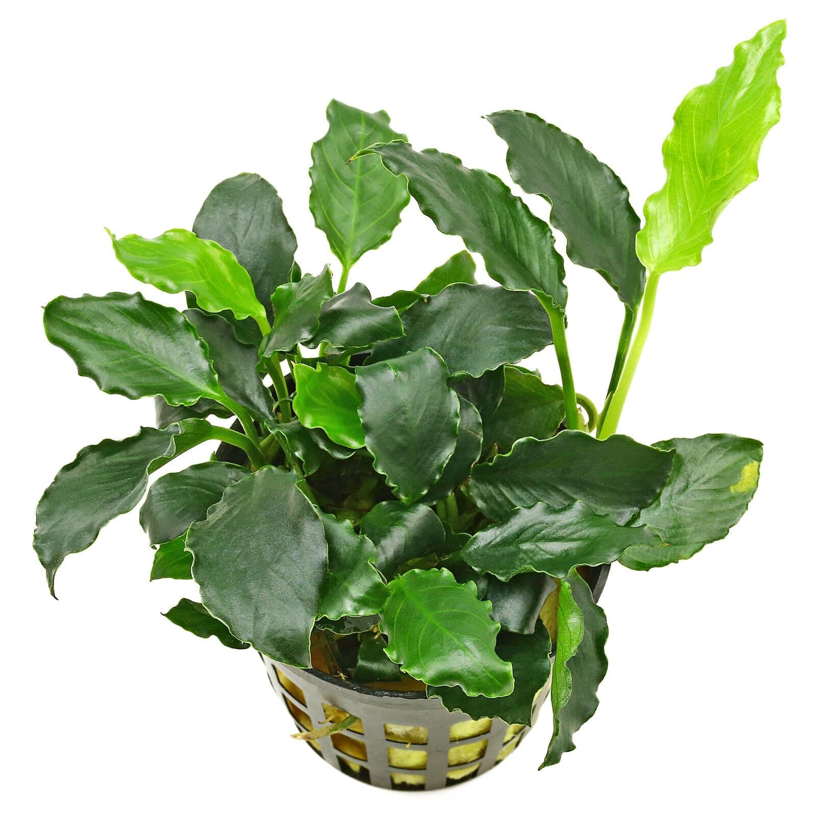 Anubias Kirin