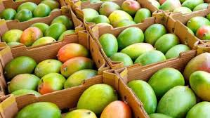 Fresh Mangoes