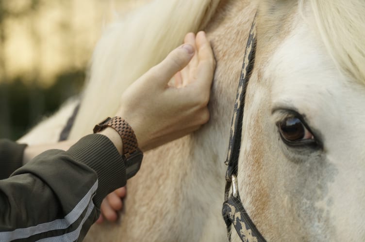 Teambuilding mit Pferden