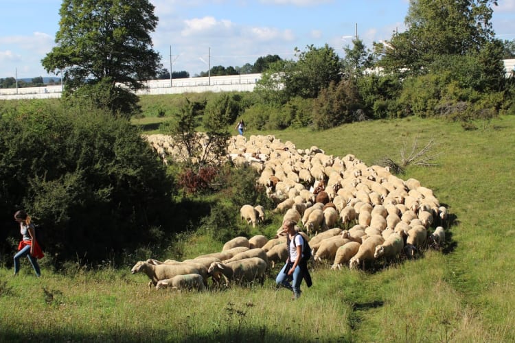 Teambuilding Schafe hüten