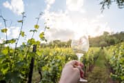 Weinwanderung bei Frankfurt
