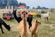 Picknick mit Alpakas bei Berlin