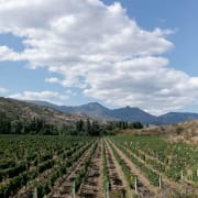 Weinwanderung bei Frankfurt thumb