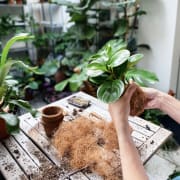 Pflanzen Workshop thumb