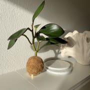 Pflanzen Workshop thumb